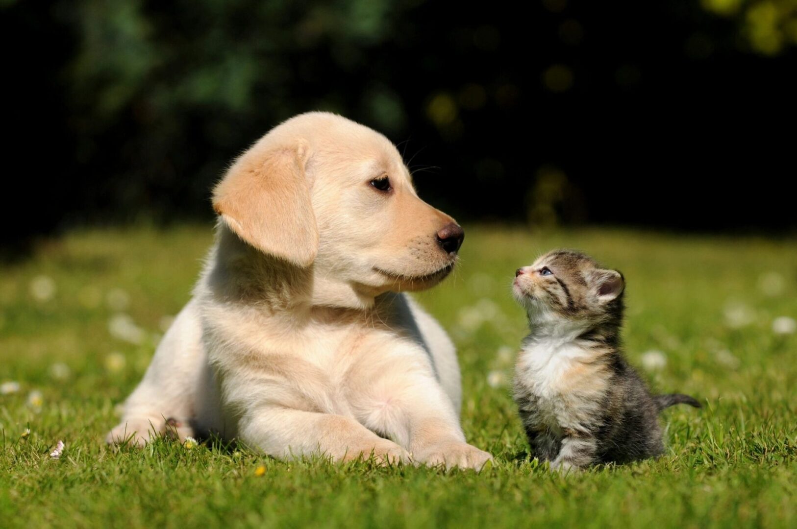 The ChaufFURs puppy and a kitten looking at one another